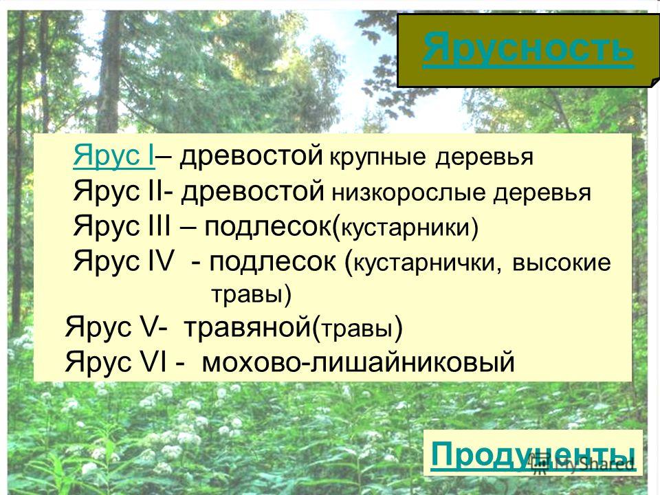 Ярусы растений в лесу. Ярусы растений. Ярусы растительного сообщества. Ярусность растительного сообщества.