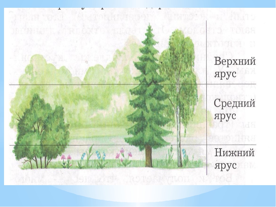 Рисунок смешанного леса 4 класс окружающий мир. Ярусность леса схема. Ярусы леса верхний средний Нижний. Этажи ярусы леса 2 класс окружающий мир. Ярусы леса рисунок.