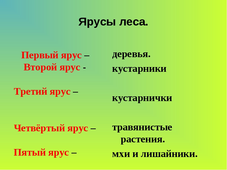 Растения 4 яруса леса