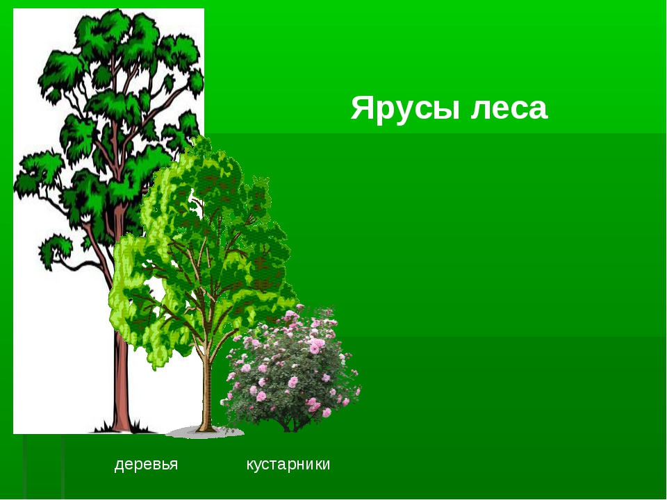 Надземные ярусы леса. Ярусы широколиственного леса. Ярусность растений леса. Этажи ярусы леса. 1 Ярус растений.