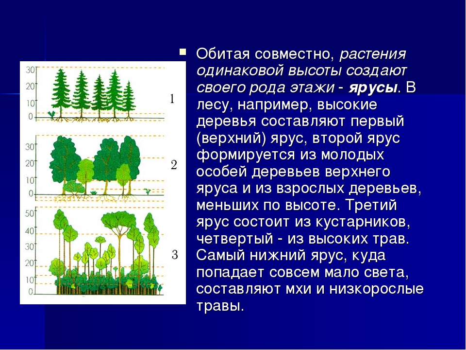 Ярусное строение природного сообщества. Ярусность растений в лесу и растения. Лесные этажи ярусы лиственного леса. Ярусность растений леса. Ярусность хвойного леса схема.