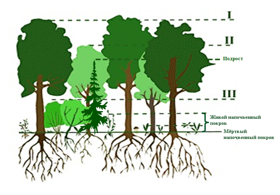 Ярусы хвойного леса схема