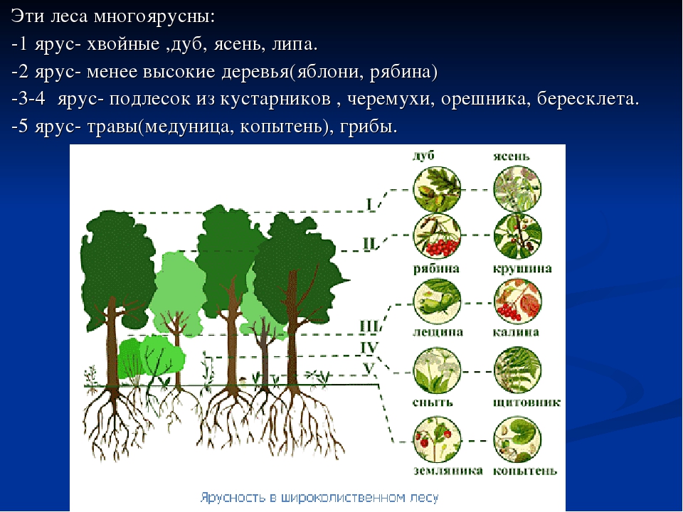 Растения 4 яруса леса. Ярусность елового леса 1 ярус. Ярусность Ельников. Ярусность соснового леса. Ярусы в окружающем мире.