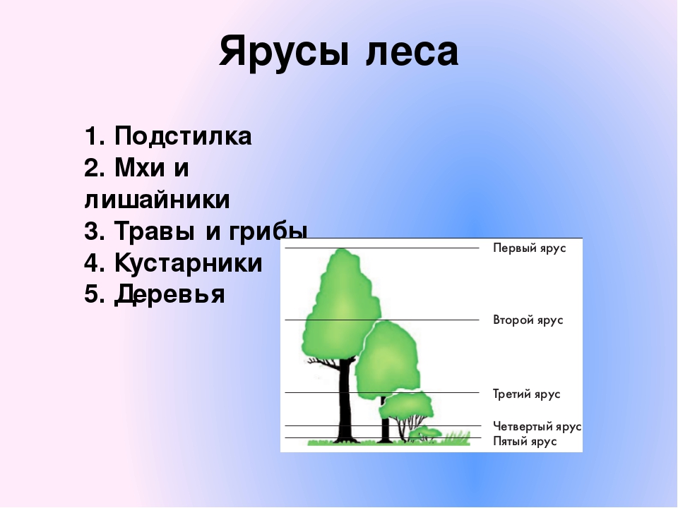 Ярусы вопрос. Растения 1 яруса леса. Ярусы леса подстилка травы кустарники. Окружающий мир 4 .ярусы ярусы леса. Ярусность леса первый ярус.