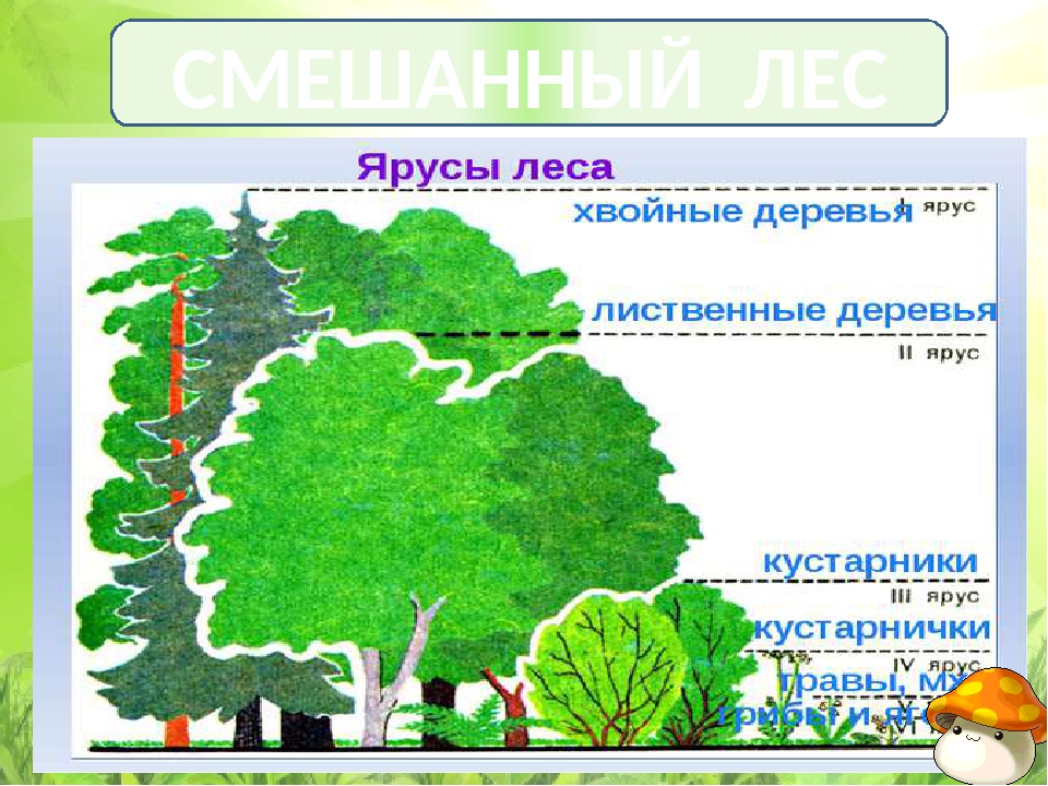 Растения 4 яруса леса. Ярусы леса. Ярусность лесов. Схема смешанного леса. Смешанные леса ярусность.