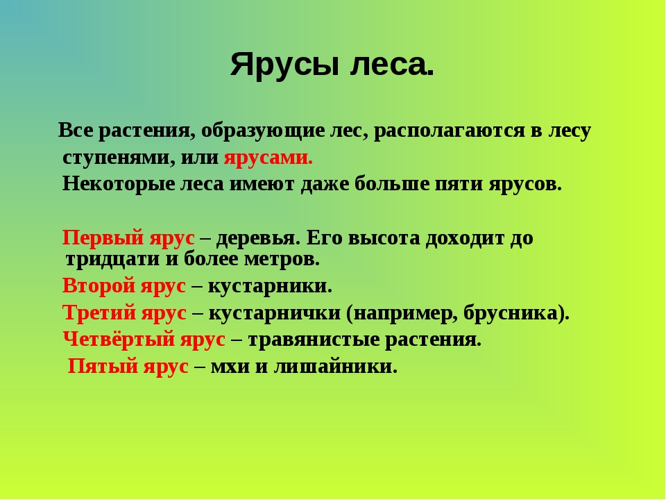 Ярусы растений в лесу. Ярусы в лесу. Растения первого яруса леса. Ярусы леса растения.