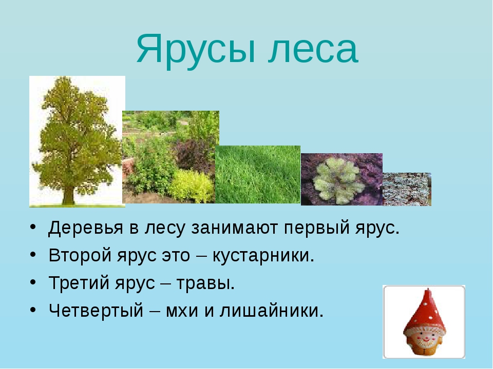 Сколько цветочков поместится на верхний ярус. Ярусы леса второй ярус кустарники. Растения 1 яруса леса. Лес 1 ярус деревья 2 ярус кусты 3 ярус трава. Нижний ярус растений в лесу 4 кл.