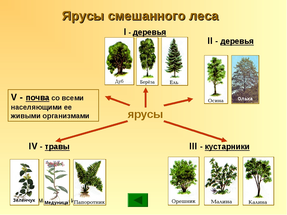 Какие деревья составляют. Ярусы деревьев. Ярусы леса растения. Деревья смешанного леса. Ярусность смешанного леса.