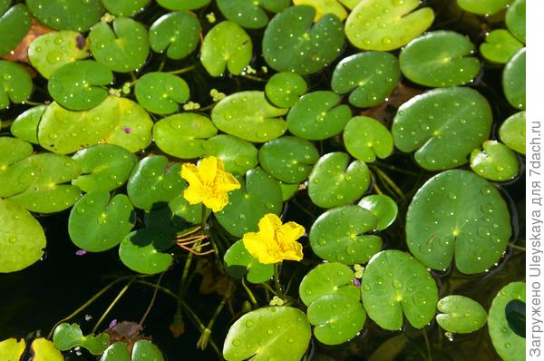 Болотноцветник щитолистный в водоеме Никитского ботанического сада