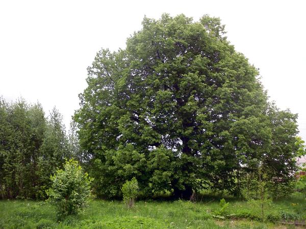 Старая липа - очень большое дерево
