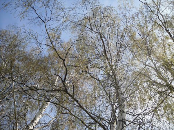Когда-нибудь деревца вырастут. Стоит сразу подумать, на чем и как это может отразиться