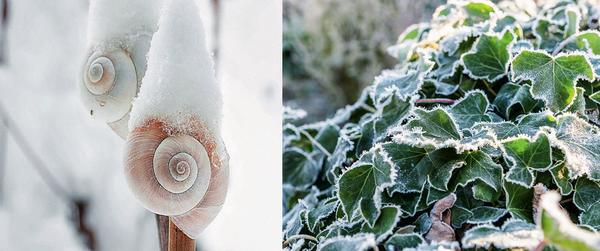 Слева: домики улиток в снежных шапочках. Справа: вечнозеленый плющ в кристалликах льда