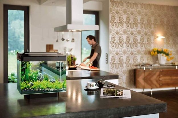 Кубический аквариум на кухне