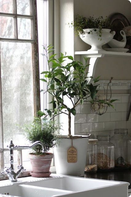 Растения в интерьере кухни