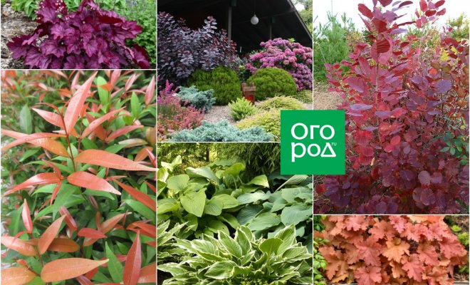 8 правил использования растений с цветными листьями в дизайне сада 