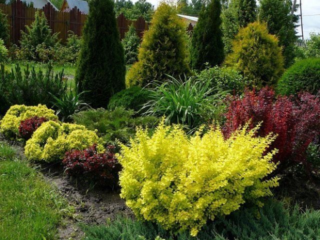 8 правил использования растений с цветными листьями в дизайне сада 