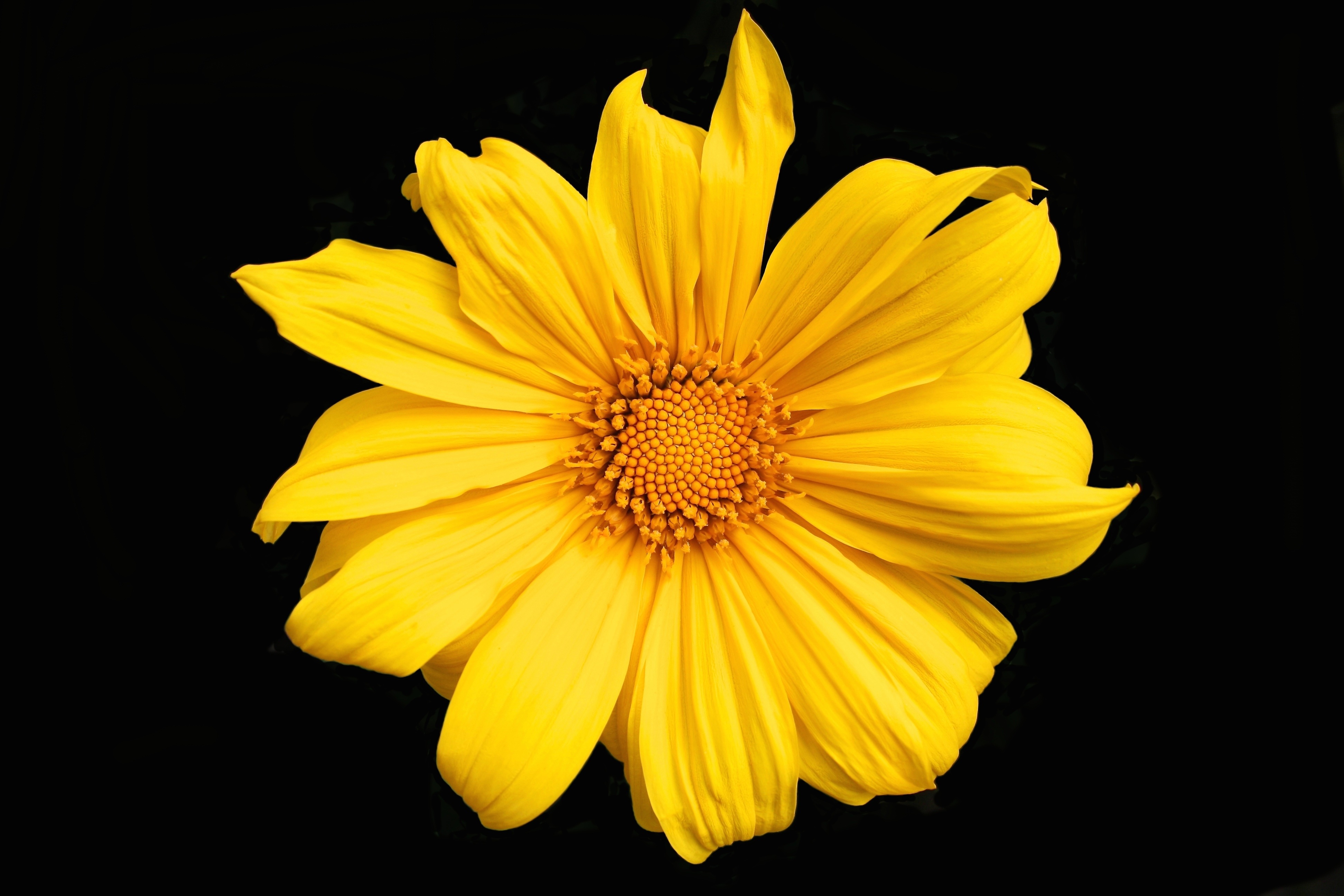 Цветы желтого цвета