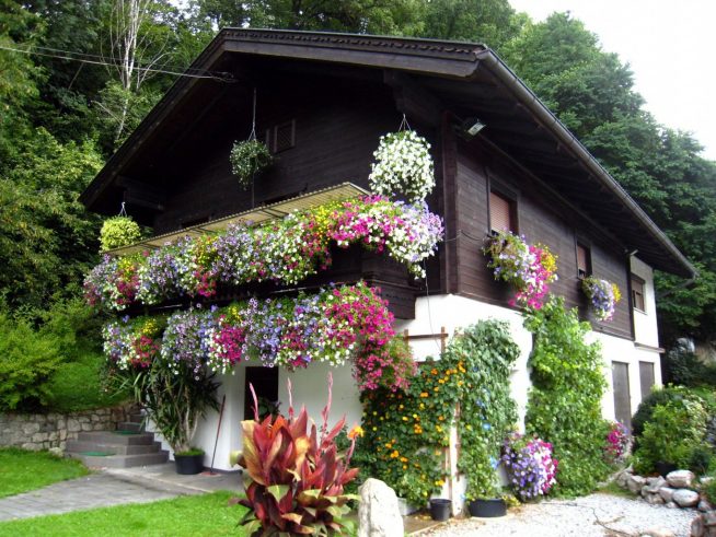 Оформление фасада дома растениями