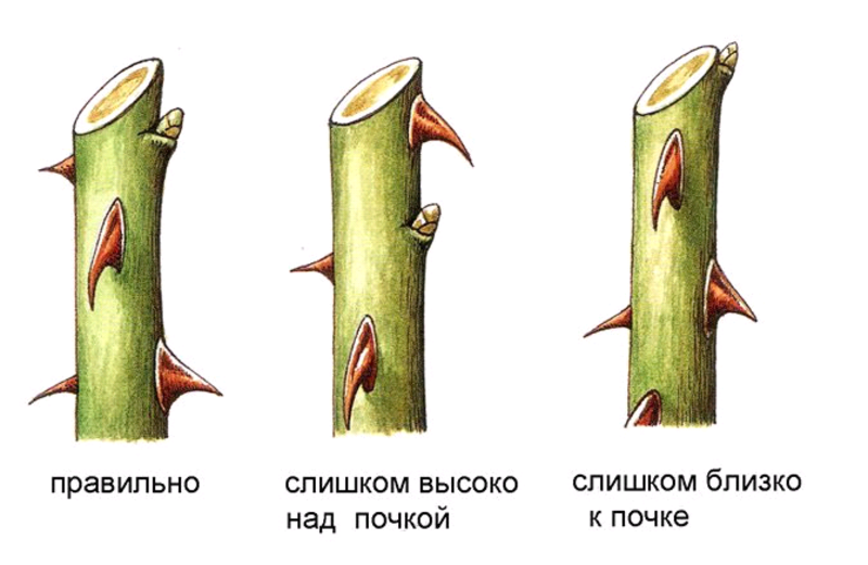 Правильная обрезка роз