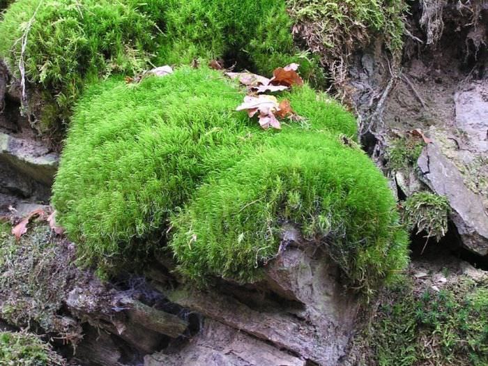 Живой мох на камне в естественных условиях